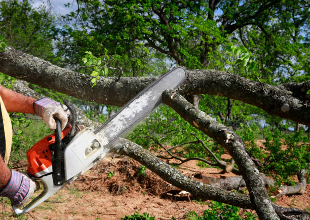 Tree Health Inspection in Waldorf, MD